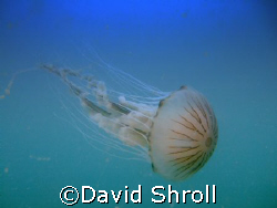 Free swimming jelly. Long tailed jelly fish. Photo taken ... by David Shroll 